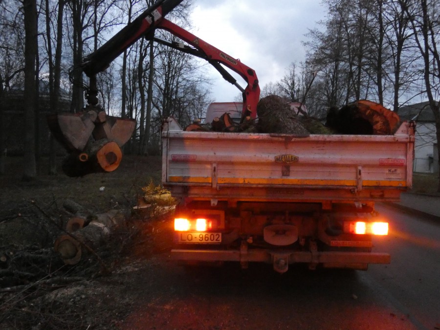 Andreja Paulāna ielā veikta veco un bīstamo koku nozāģēšana